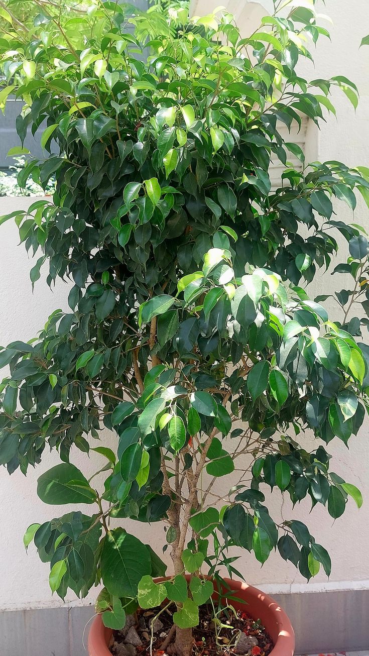 Weeping Fig Plant(Benjamin Fig / Ficus Tree)